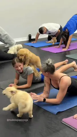 Retriever takeover! #goldenretreiver #puppy #puppyyoga #pets