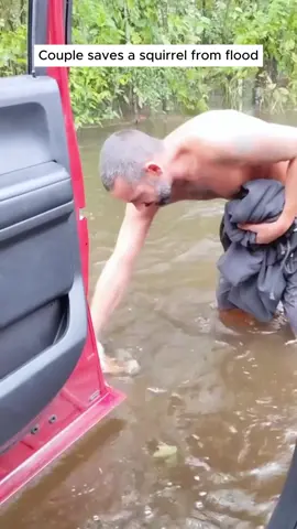 Rescue a baby squirrel #rescue #rescueanimals #squirrel #squirrelsoftiktok #animals 