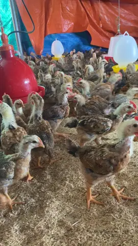 Cuộc chiến trị cầu trùng các bác ạ 🥲🥲##channuoiga #ga25ngay