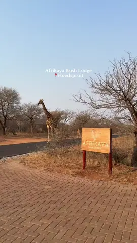 Come Join our Travell to Afrikaya Bush Lodge in hoedspruit Limpopo #holidays #sama28 #krugernationalpark #safari #jet2holidays 