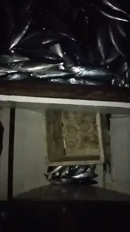 Alhamdulillah🤲,,, Ada lagi cintanya Cahaya Bulan💪.  #fypシ゚ #lewatberanda  #pelaut #cahayabulan  #viral 