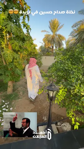 نخلة صدام حسين في #بريدة #عبدالعزيز_التويجري #القصيم #السعودية #العراق 