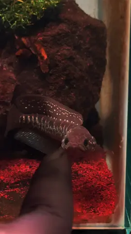 Gaya flaring channa asiatica mirip ular apa ini gaes? Fish owner : @PamungkasYolo 