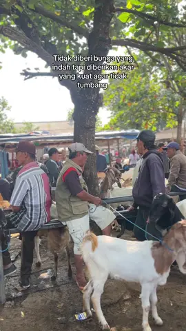 #fypシ #peternamuda #peternakindonesia #kambing #bakulweduscomunitiy 