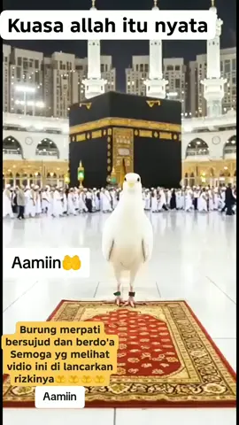Burung merpati bersujud dan berdoa semoga yg melihat vidio ini di lancarkan rizkinya aamiin🤲 #jangkuanluas  #viral  #quotes  #fyp  #aamiin🤲 