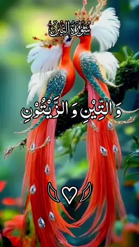 #creatorsearchinsights Surat-ut-Teen with Urdu Translation #القران_الكريم #ارح_سمعك_بالقران #راحتي_النفسيه #سبحان_الله_وبحمده_سبحان_الله_العظيم     @tiktok creators @TikTok @🌹📖𝙃𝙤𝙡𝙮 𝙌𝙪𝙧𝙖𝙣 📖🌹 @TikTok UK