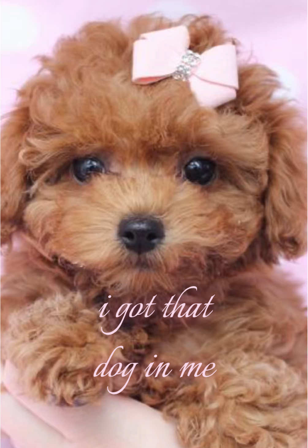 🐾🎀 #puppy #dog #aesthetic 