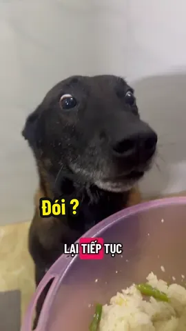 Máy đang giảm cân 🥰 #nhatungcocho #pet #dog #rex #petcare 