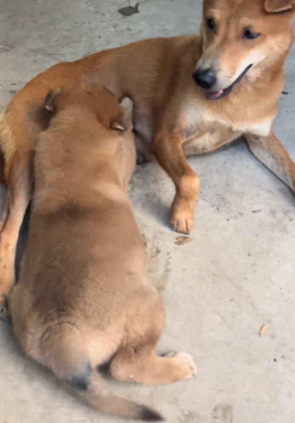 Lớn gần bằng mẹ nhưng vẫn thèm sữa.#dog #cutedog 