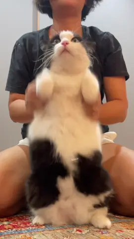 #cat #cats #เต้น #ตลก 