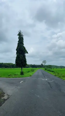 View arah kapanewon Lendah❄️ . . . . . . #lendah #kulonprogo #pemandangan #sawah #p 