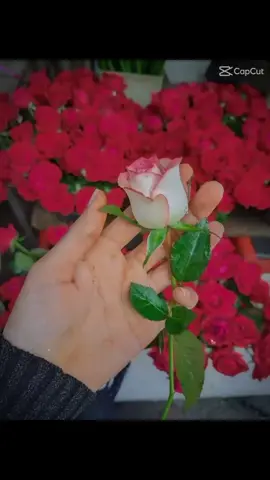 যদি কাউকে ভালোবাসো মন থেকে ভালোবাসো তাকে কখনো ধোঁকা দিয়ো না💕❤️🖤💔🥰🇧🇩🇧🇩🥰🖤❤️💕#videoviral #trendingtiktokviral #tiktokbdofficial🇧🇩 #vairalvew🖤🥀vir #trending 💕❤️🖤🥰🇧🇩💔💔🇧🇩🥰🥰🖤❤️ 