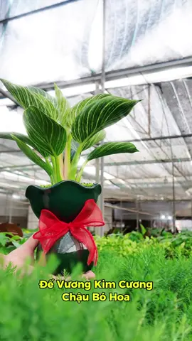 Đế vương kim cương bó hoa #caycanh #goldenlifegarden #devuongkimcuong 