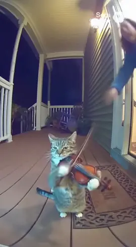 #cat #violin #ai #sora2 #fyp