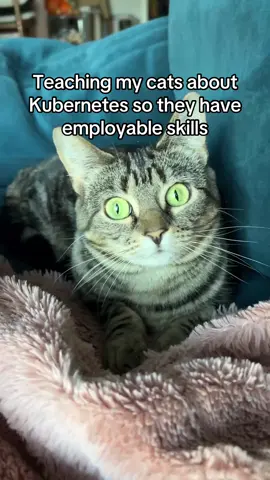 Teaching my (foster) cat about Kubernetes so she can get adopted 🥹 with employable skills.  Jolyne the cat came to live with me after being kept in a home where she didn’t get enough social exposure to humans. She is very shy, but she is a sweet and very playful kitty who has continued to warm up as she’s gotten used to us! If you are looking for a sweet and beautiful cat to adopt, please reach out :) Kubernetes runs your workload by placing containers into Pods to run on Nodes. A node may be a virtual or physical machine, depending on the cluster. Each node is managed by the control plane and contains the services necessary to run Pods. Typically you have several nodes in a cluster; in a learning or resource-limited environment, you might have only one node. The components on a node include the kubelet, a container runtime, and the kube-proxy. #kubernetes #catsandkubernetes #cats 