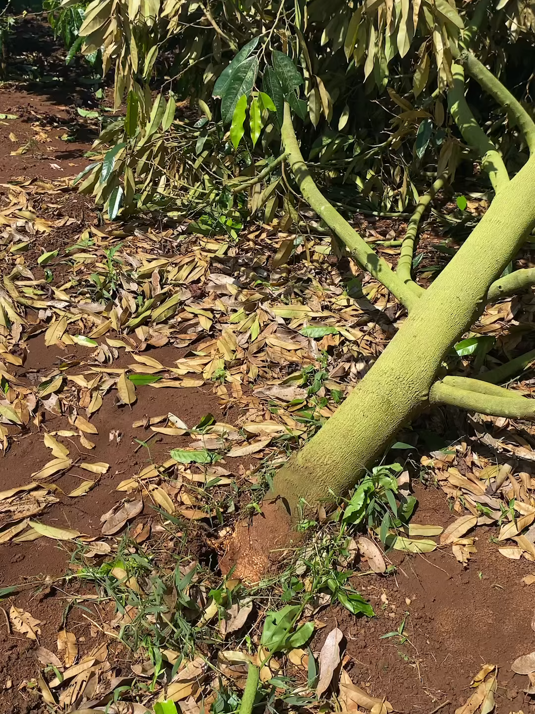 Sầu riêng ngã đổ sau bão số 13, trồng thì lâu mới có trái mà bão đi qua 1 cái tan hoang cả vườn #saurieng #baoso13 #thientai #sauriengdaklak #sauriengsidaklakhanoi