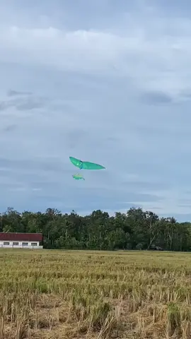 layangan#bambu#meusane #aceh #viraltiktok #fyp 