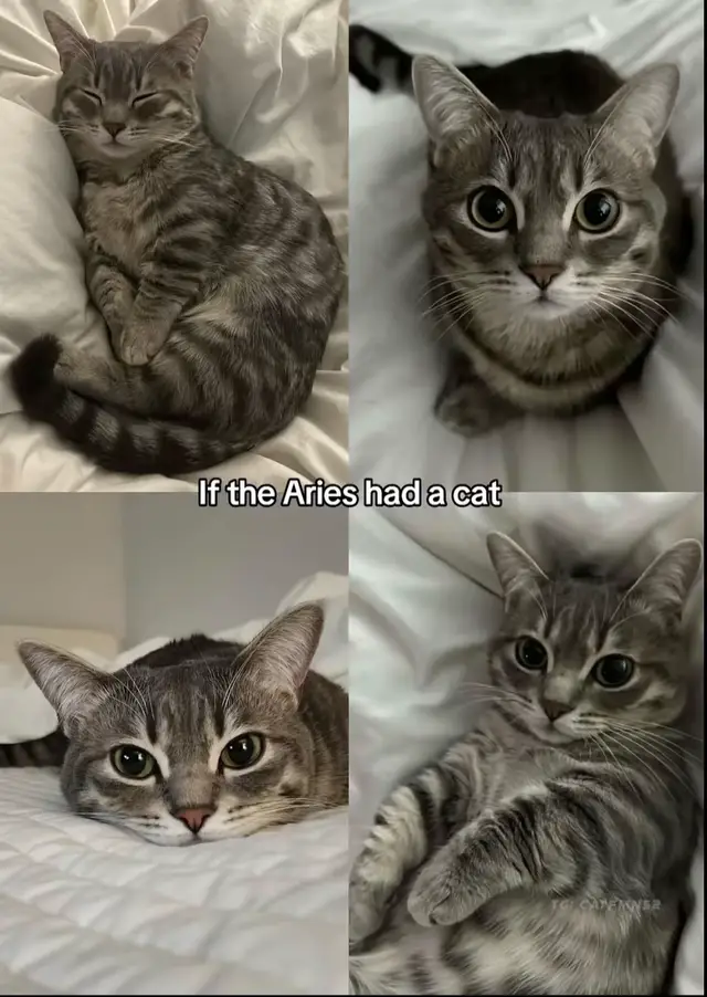 #cat. #catsoftiktok #cats #viral_video #babycat😺😺😺😺 