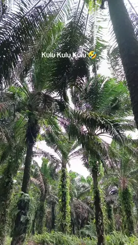 cara ampuh🤣🤣🌧🌪💨#CapCut #kulisawit #sawitkalimantan #petanisawit #anakrantau 