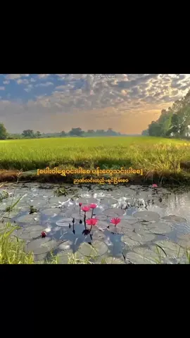 🌾စပါးဝါရွှေဝင်းပါစေပန်းတွေသင်းပါစေ🌾 #ဉာဏ်လင်းထက် #ရင်ငြိမ်းဝေ #wattpad  #fiction  #bl 