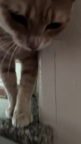 Always has something to say 🤣🤣#catsoftiktok #PetsOfTikTok #orangecatsoftiktok 