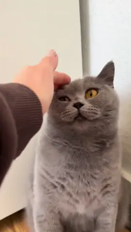 Britisch Kurzhaar die schlimmste Rasse überhaupt! #fyp #katzen #britischkurzhaar 