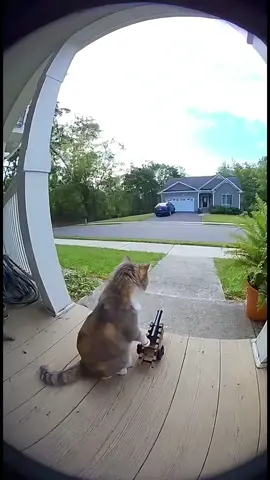 Target acquired… FIRE  #catlovers #catsoftiktok #cat #viral #funnyanimals