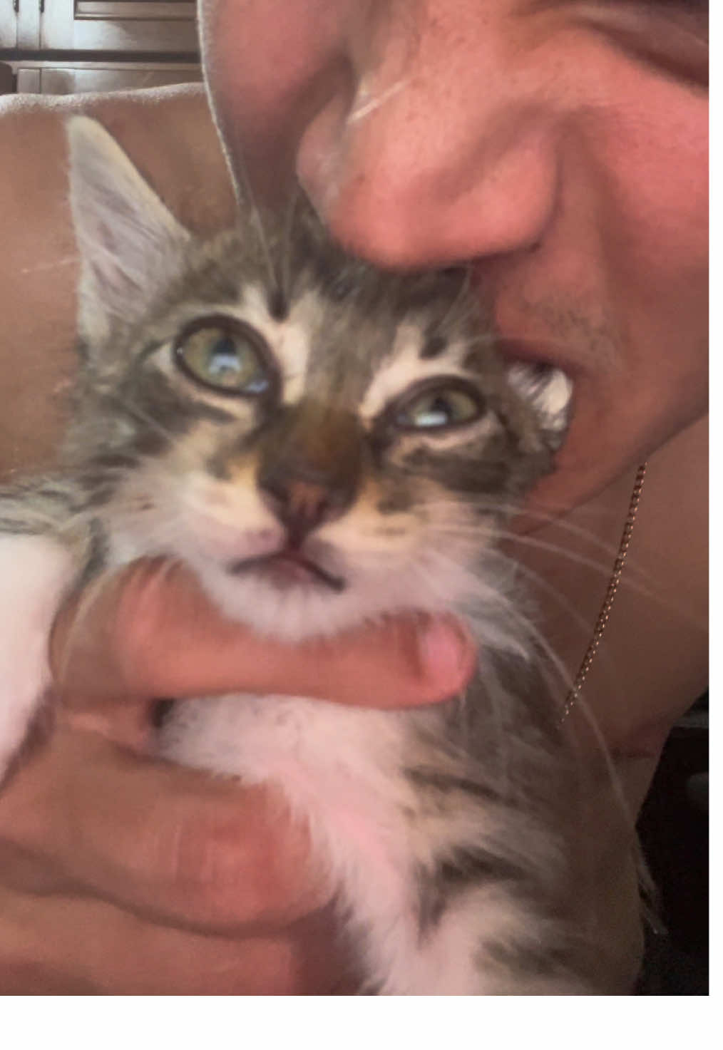 #funnycat #catsoftiktok #gatostiktok #gatosengraçados #catlover 