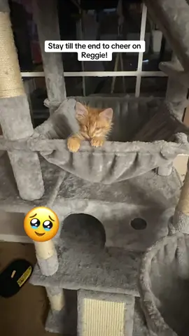 He is so smart! I’ve been worried about him getting stuck somewhere he can’t get down from because he can’t see, but this is showing me he can figure it out.😊 Way to go, Reggie!#TikTokCats #cattok #catsoftiktok #rescuekitten 