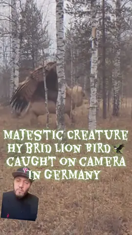 Majestic Creatures Hybrid Lion Bird caught on camera in Germany #majestic #griffin #hybridcreatures #fypシ゚viralシfypシ゚viralシalシ #fypシ 
