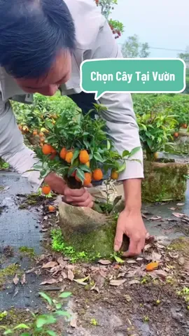 Hôm nay thì em lại tới tận vườn Hồng Cẩm Thạch để chọn cây về phục vụ các bác ạ🥰 #nhavuonngoclam #cayanqua #hongcamthach