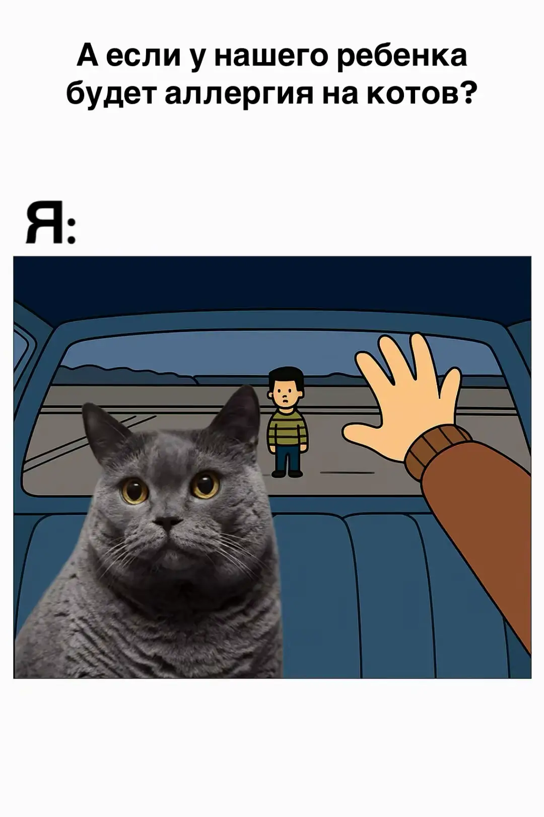 #кот #британецкот #котмем 