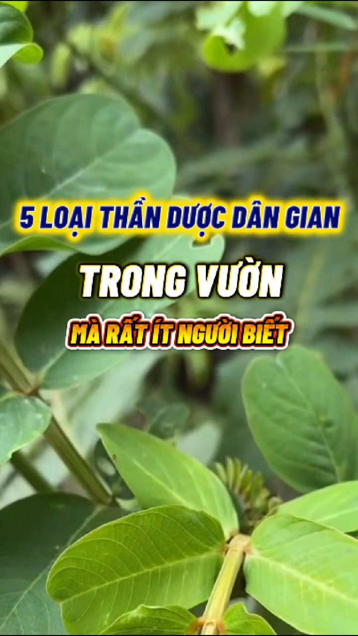 5 loại thần dược trong vườn nhà bạn #suckhoe #meosuckhoe #thaoduocthiennhien 