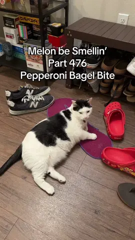 Melon be Smellin’ Part 476 😤🤢🫡 Pepperoni Bagel Bite 🥸 🍕#MelonBeSmellin #food #cat #catsoftiktok #fyp 
