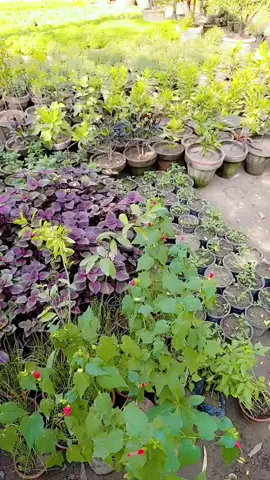 #creatorsearchinsight #foryoupage #goviral #foryou 