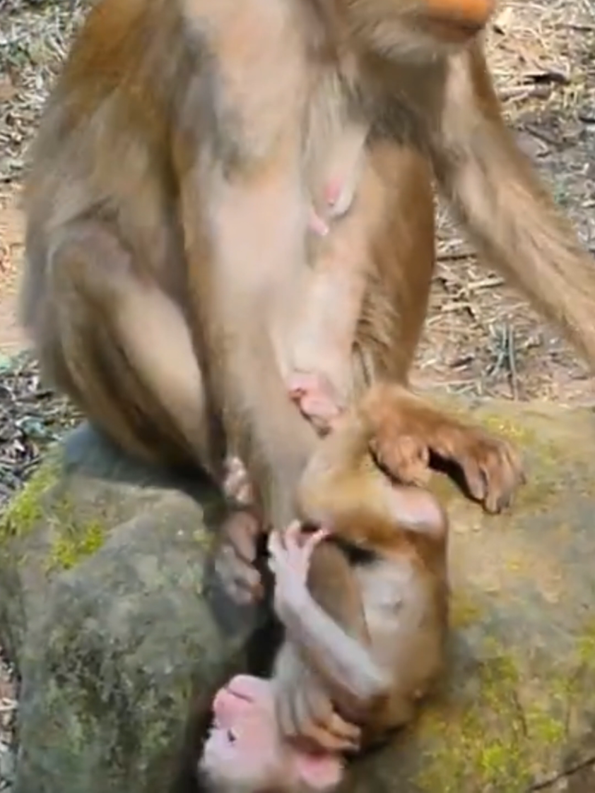 Mom isn't drop baby sister always help her baby soon #trend #baby #viral #monkey #tixtok 