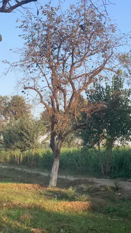 : قانون اور انصاف ایک دھوکہ ہیں۔ مارکس نے کہا تھا کہ دنیا کے قانون اصل میں امیروں نے لکھے ہیں۔ یہ کتابوں میں انصاف کا نام دیتے ہیں، لیکن اصل میں یہ غریب کو دبانے اور امیر کو بچانے کا نظام ہے۔ اگر غریب چوری کرے تو جیل۔ اگر امیر چوری کرے تو قانون بدل دیا جاتا ہے۔ اگر مزدور احتجاج کرے تو جرم۔ اگر سرمایہ دار لوٹے تو کاروبار۔ یعنی قانون وہی ہے جو طاقتور کے حق میں ہو۔ انصاف کبھی غریب کا ساتھی نہیں بنتا قانون ایک نقاب ہے، اس کے پیچھے سرمایہ دار کا چہرہ چھپا ہے۔ 