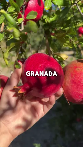 Sabías esto? Síguenos para más consejos de salud #consejosdesalud #frutas #comidasaludable #hombres #viral