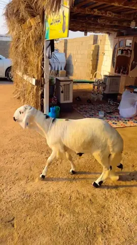 #تبارك_الله #اتقدل #جعل_غيرك #مايتقدل #ترنداتي🎬👑🤗🎼💖 