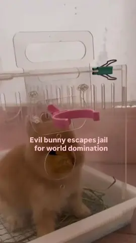 #bunni 
