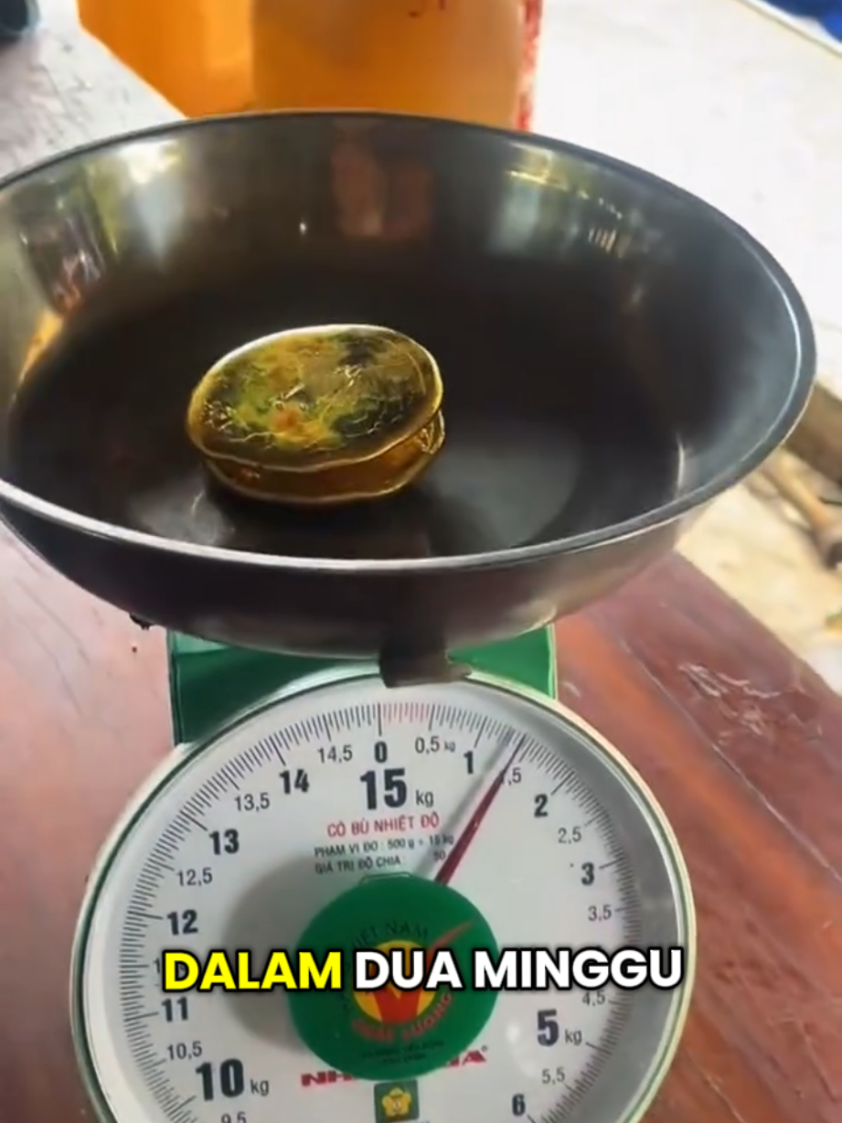 proses pembagian hasil  #dompeng 