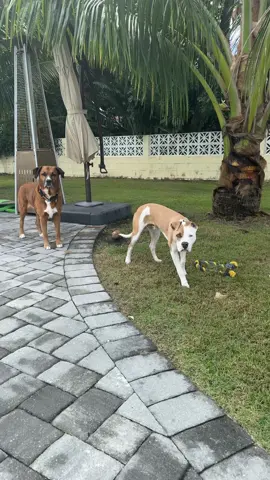 Duck say what #duck #dogsoftiktok 