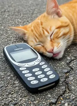 Jangan ganggu saya tidur ！！ （Don't disturb my sleep. ） #geminiai  #cat  #gemini 