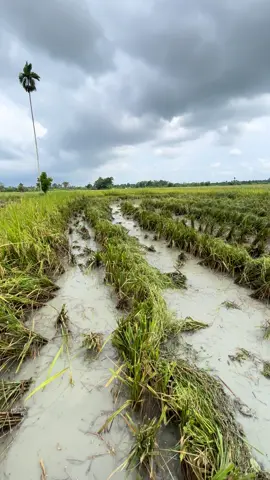 Bek ne pecat kuh toke, moto ka rhet lam mon😂😂#pejuangrupiah #fpyシ #fyppppppppppツ @ari mukmar @BeritaBLANG 