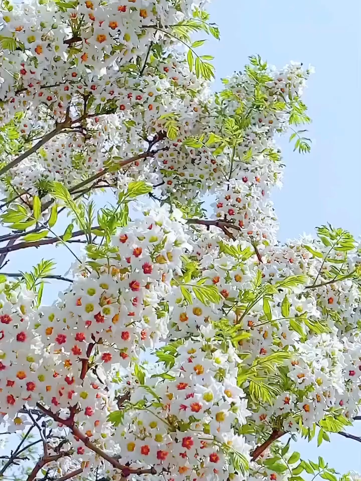 世界需要更多這樣的美好時刻！ 🌸每一朵小小的花兒都為你綻放燦爛的笑容。把這份美好送給那個讓你感到幸福的人吧！#正能量滿滿 #傳遞愛 #搞笑 #快樂 #幸福 #愛你 #積極向上 #好心情