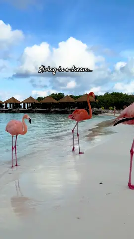 Always with my friends 🦩🦩 #flamingo #pink #aruba #dream #magical 