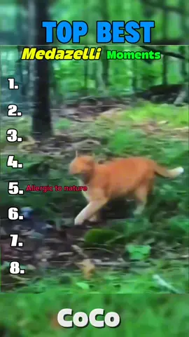 Funniest Medazelli Moments | @Medazelli☔️ #medazelli #funny #funnyvideo #dog #cat
