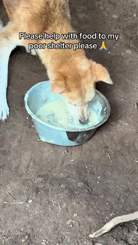 Please support me #lablove #labrador #tranding #animals 