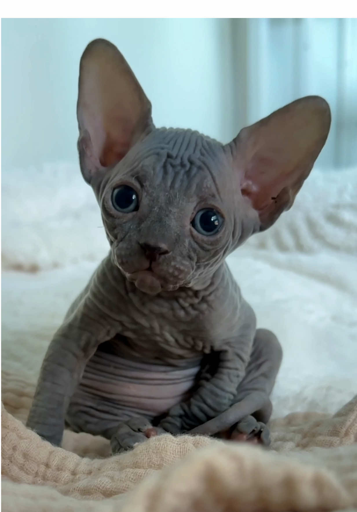 Well.. How are you today?? #sphynxkitten #howareyoutoday #cuteanimals 