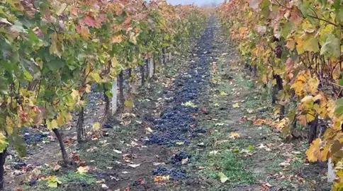 #vasile_costiuc #partidul_democrația_acasă 